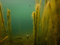 g0020152.gif