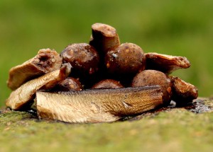 Kulki przynętowe w oleju SZPROTKA 18mm / 200ml CARP GRAVITY